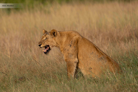 From Entebbe: 3-Day Queen Elizabeth National Park Safari