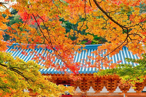 Naejangsan: Hoogtepunt van een Koreaanse herfst dagtrip vanuit SeoulRetourvlucht vanaf Myeongdong Station Exit 3