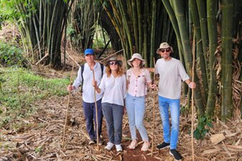 Nairobi: Purple Tea Farm Tour & Tasting Daytrip