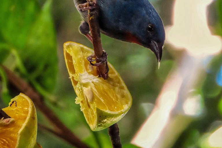 Visite privée du sanctuaire d&#039;oiseaux de RocklandDepuis Montego Bay