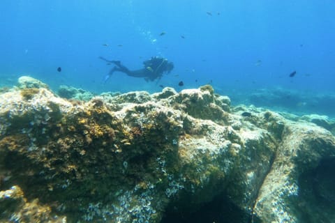 Teneriffa: Puerto Colon Zertifizierter Tauchgang mit dem Schnellboot