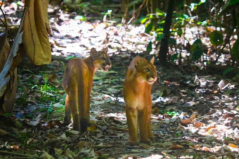 Uvita: Corcovado Rainforest & Wildlife Adventure