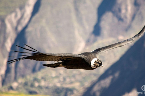 Cañón del Colca Tour 2 Días Conexión Puno