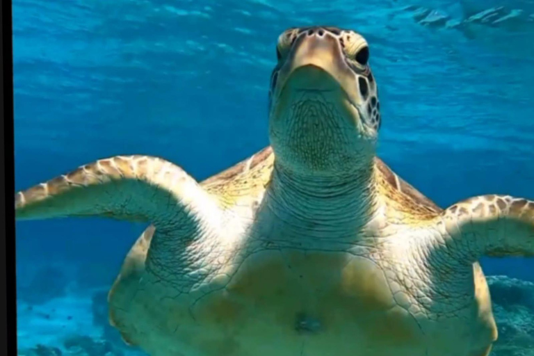 Vanaf Gili Trawangan : Groep Snorkeltour 3 Gili eiland