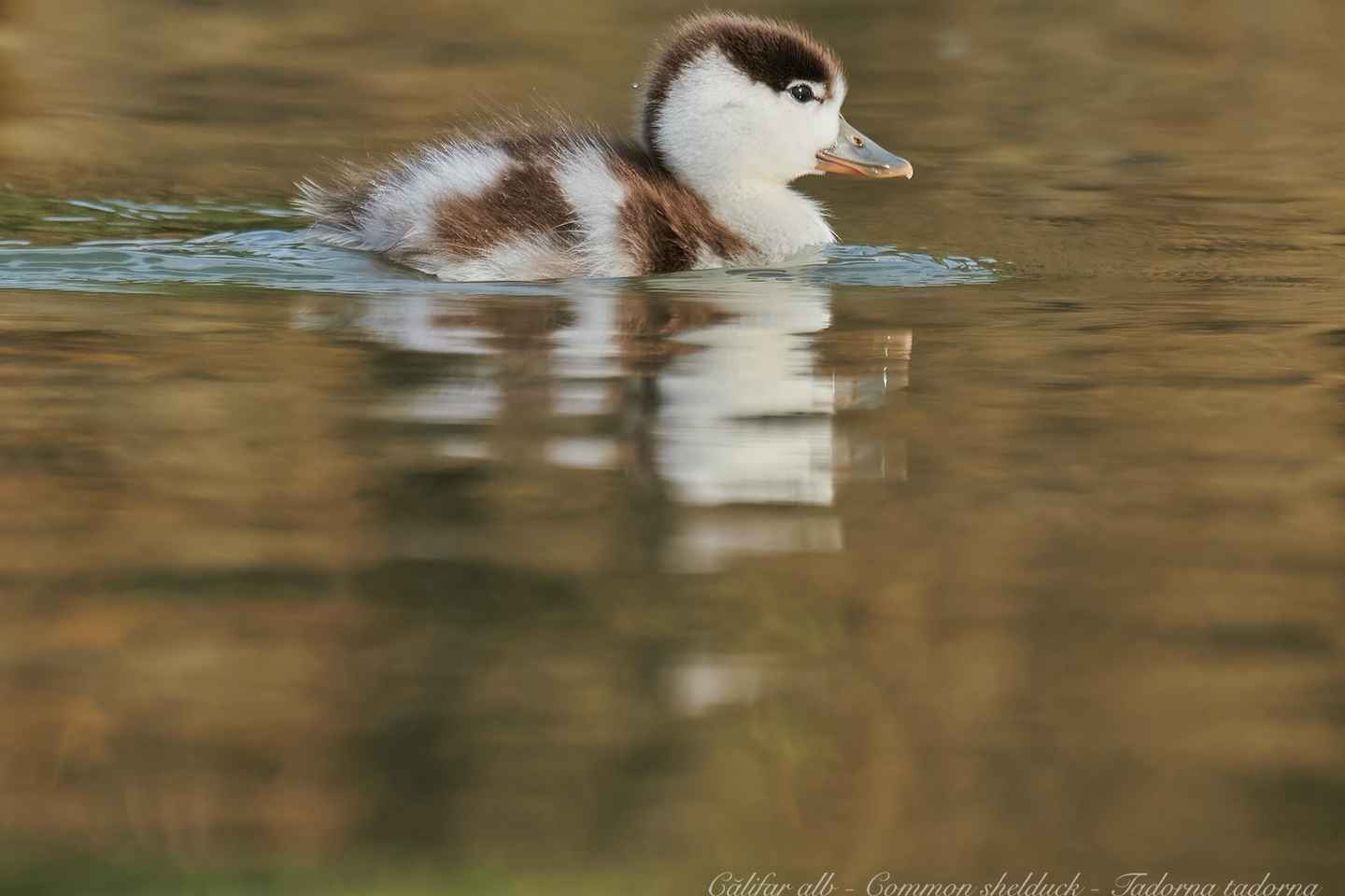 Bird Watching and Photography Private Tour near Constanta