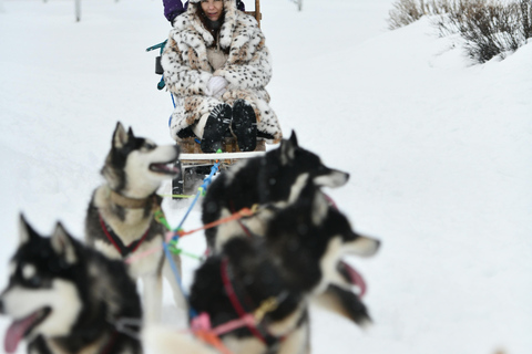 Tallinn: Husky Dog Sledding Adventure with Transfer
