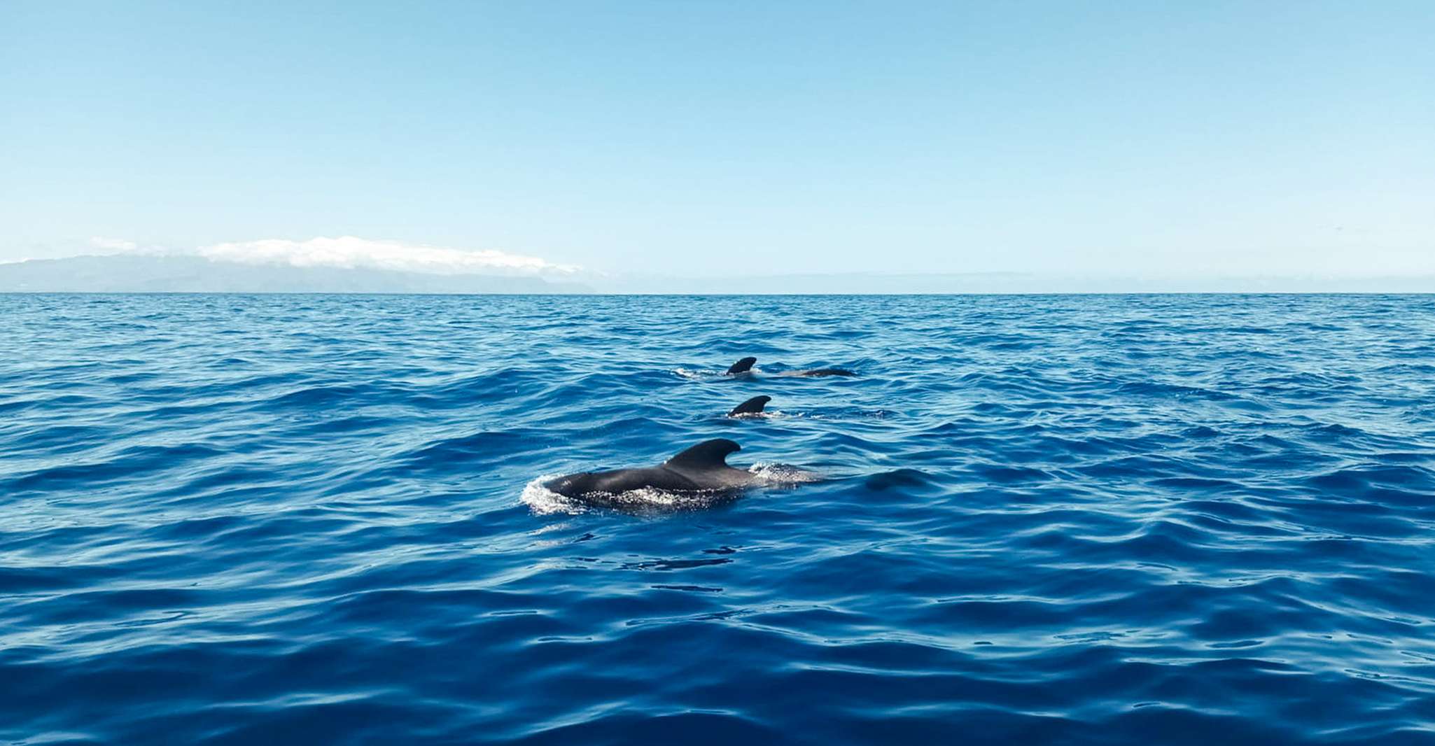 Los Gigantes, Whales and Dolphin Watching Cruise with Lunch - Housity