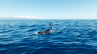 Los Gigantes, baleias e golfinhos assistindo cruzeiro com almoço - Housity