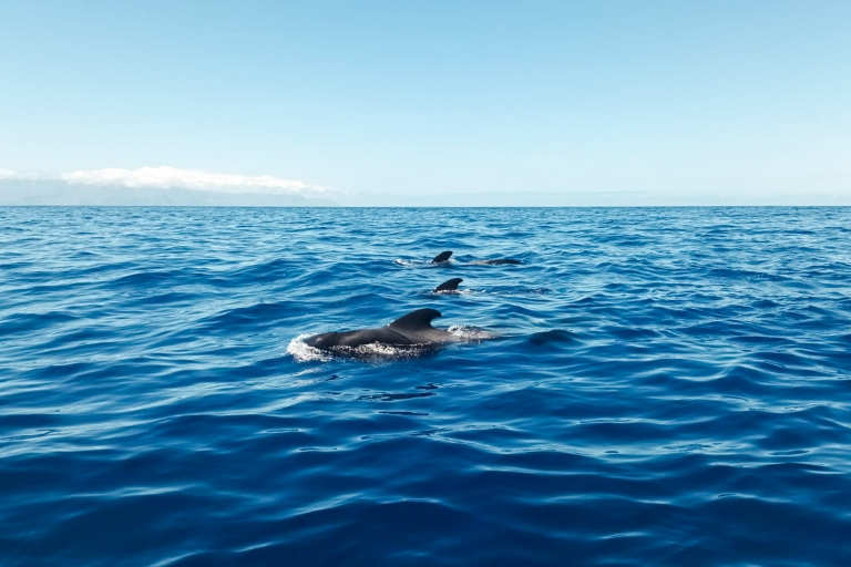 Los Gigantes: rejs z obserwacją wielorybów i delfinów z lunchemWspólna wycieczka z maksymalnie 10 osobami