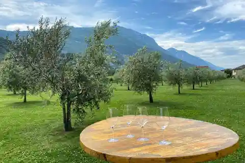 Lake Garda: Winery Visit with Wine and Olive Oil Tasting