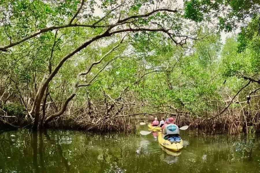 Bradenton: Ökologische Kajak- oder Stehpaddel-Tour durch die Mangroven. Foto: GetYourGuide