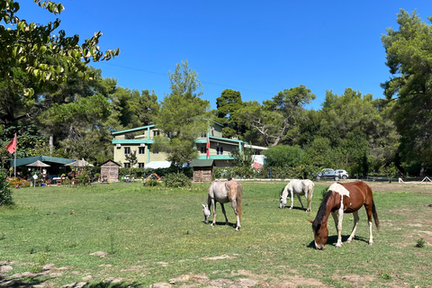 تيرانا: رحلة ليوم واحد إلى أبولونيا وبحيرة كارافاستا مع الغداء