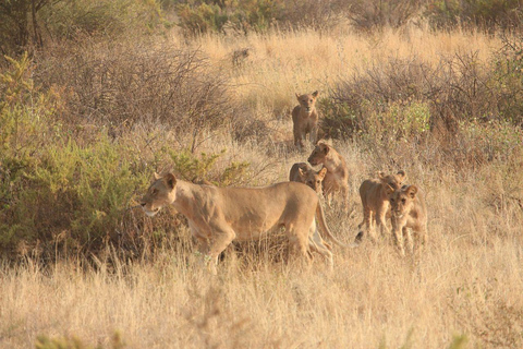 3 Days, 2 nights safari to Samburu National Reserve 3 Days private safari in a 4x4 Landcruiser jeep