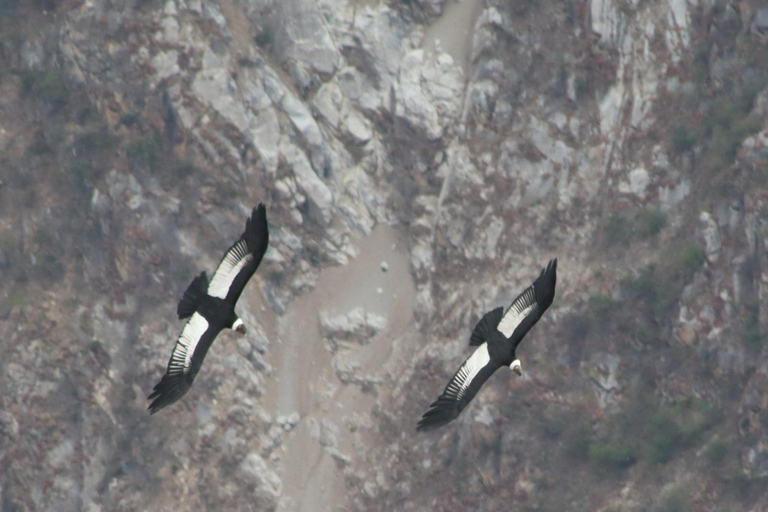 Cusco: Majestic Flight of the Condor in Chonta - Apurímac Canyon. CUSCO: Flight of the condors in Chonta, with lunch and admission