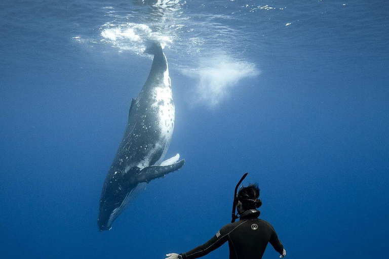 Mirissa: Dolphin Swim Blue Whale Snorkelling | All-Inclusive Mirissa: Scuba Diving & Turtle Snorkelling Experience