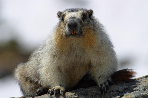 VENETIË: ONTDEK WILDE DIEREN IN DE DOLOMIETEN