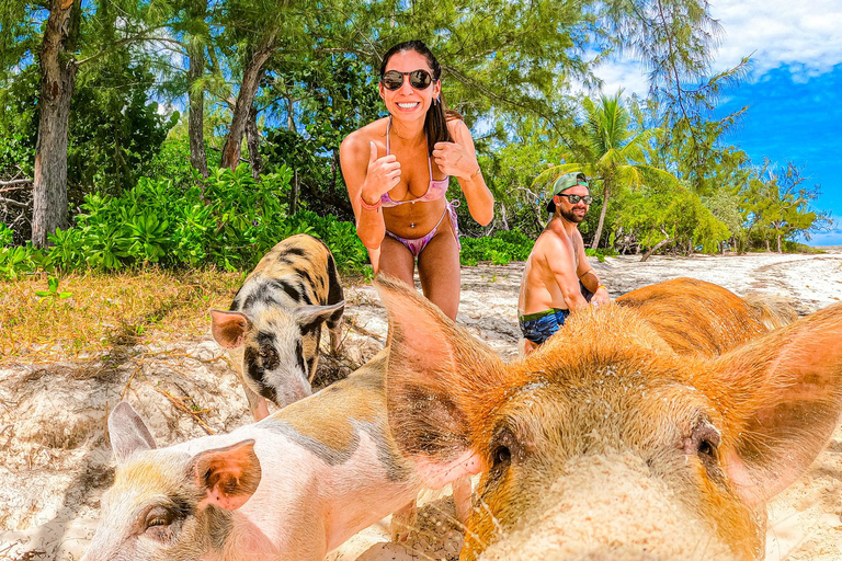 Nassau: Pigs Beach Trip by Boat with Swimming and Feeding
