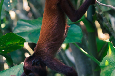 3-Day Amazon Expedition: Jungle, River & Wildlife Tour