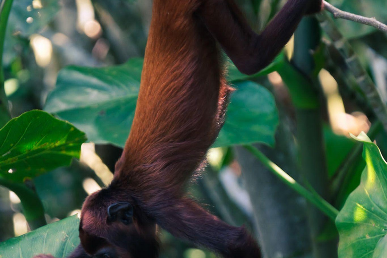 3-Day Amazon Expedition: Jungle, River & Wildlife Tour