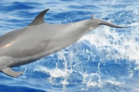 Martinique: Dolphin watching and snorkeling with turtles