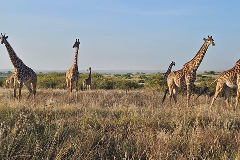 Parc national de Nairobi : promenade nocturne avec prise en charge gratuite