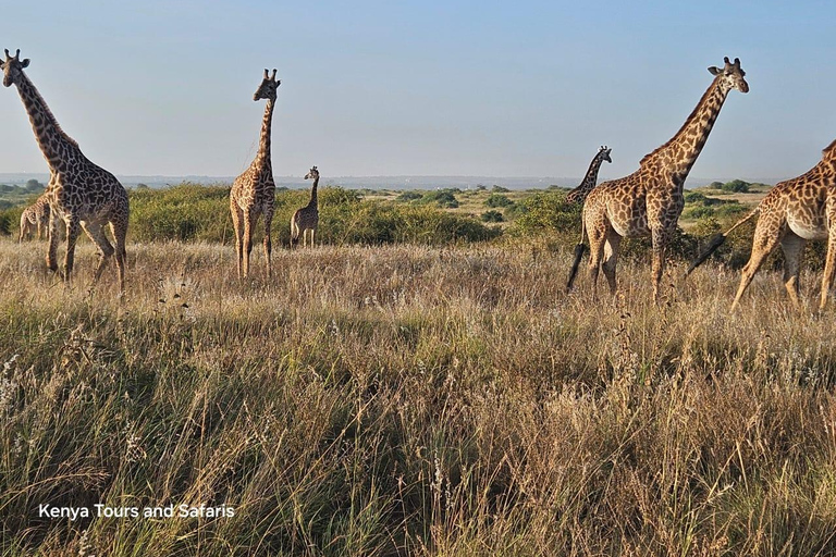 Parc national de Nairobi : promenade nocturne avec prise en charge gratuite