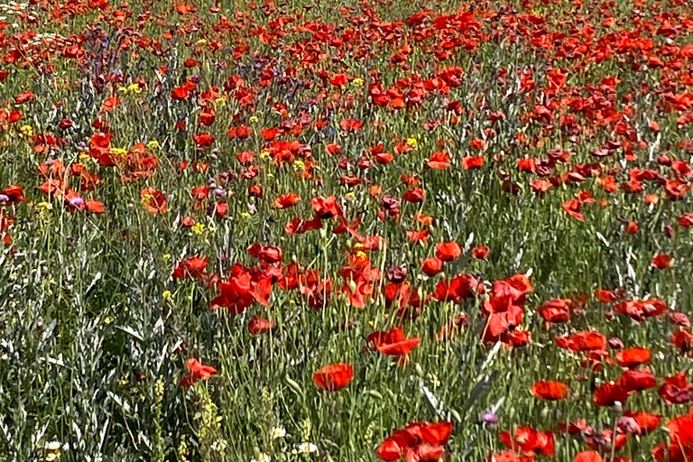 Yerevan: Mount Aragats South Summit Private Hiking Tour