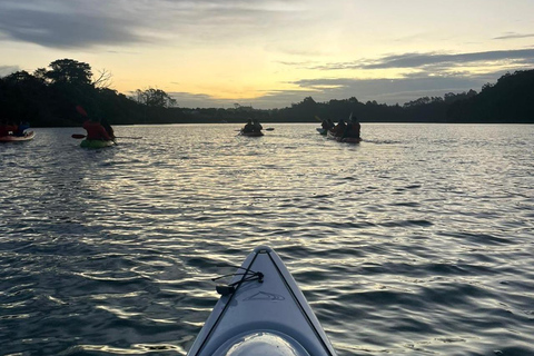 Auckland: Bioluminescence Kayak Tour with Guide