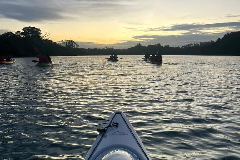 Auckland: Bioluminescence Kayak Tour with Guide