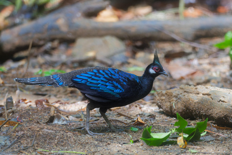 Puerto Princesa: Full-Day Birdwatching Tour with Guide