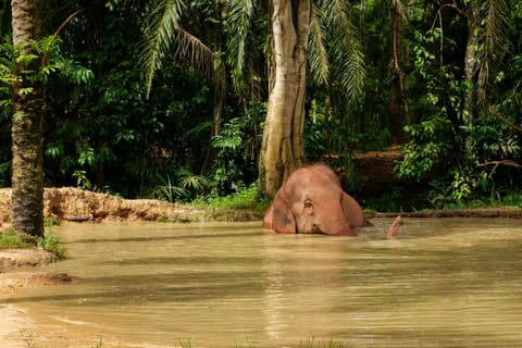 Krabi: No-Touching Roaming Elephant Sanctuary Guided Tour - Image 2