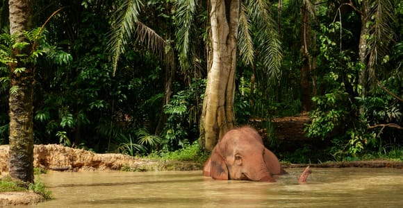 Krabi: No-Touching Roaming Elephant Sanctuary Guided Tour