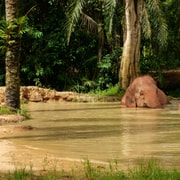 Krabi: No-Touching Roaming Elephant Sanctuary Guided Tour