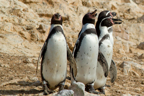 Paracas Adventure: Islas Ballestas, Buggies & Desierto