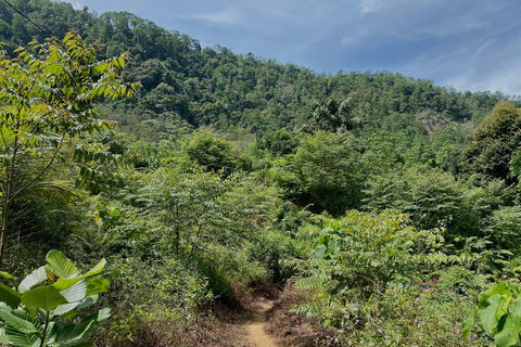Colombo: Tea Plantation and Rubber Estate Tour with Lunch