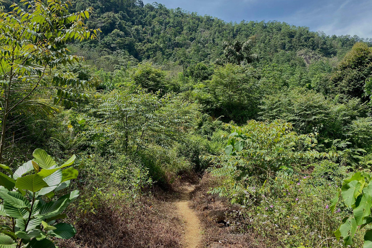Colombo: Tour delle piantagioni di tè e delle tenute di gomma con pranzo