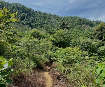 Colombo: Theeplantage en Rubber Estate Tour met lunch