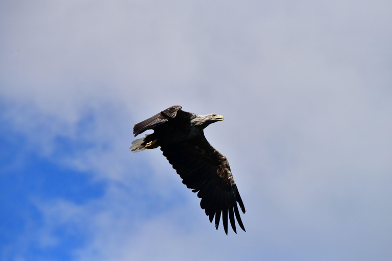 Abisko: Fjord Sightseeing and Photography Tour