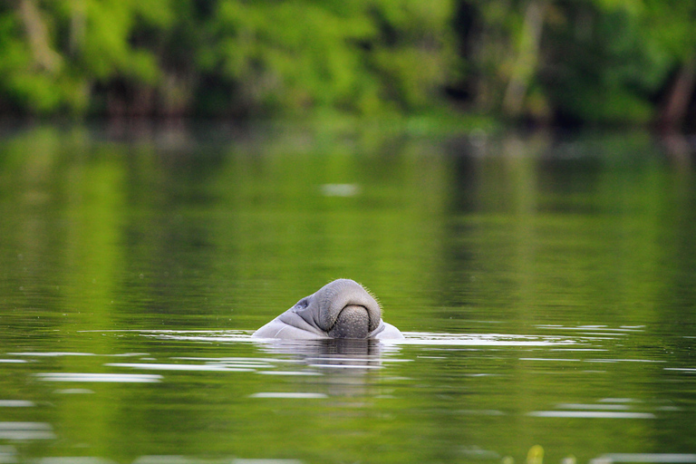 Orlando: Blue Springs Manatee Kayak Tour