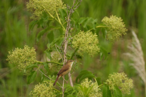 Hokkaido: Birdwatching at Lake Utonai with a Guide