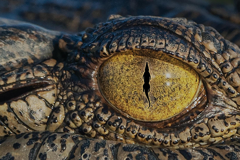 Brisbane: interaktywna wystawa krokodyli dla wszystkich