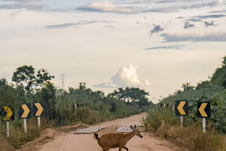 São Paulo: 3-Day Eco Safari Experience in the Pantanal