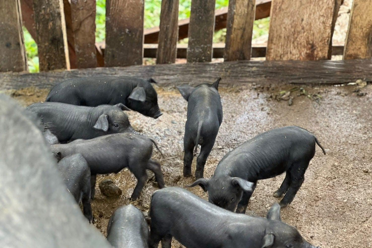 Chiang Mai : Promenade guidée d&#039;une journée dans la zone naturelle de Doi InthanonChiang Mai : Marche guidée d&#039;une journée dans la zone naturelle de Doi Inthanon