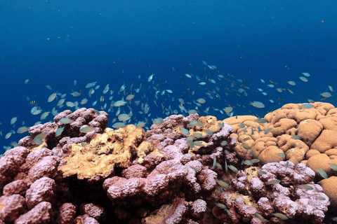 Phuket : Surin Island by Speedboat Khao Lak: Surin Island by Speedboat