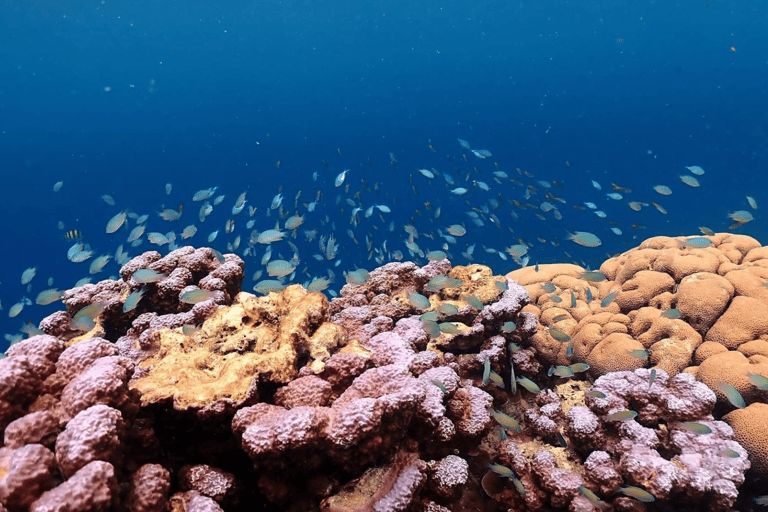 Phuket : Surin Island by Speedboat Khao Lak: Surin Island by Speedboat