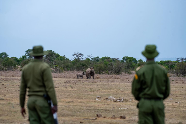 From Nairobi: Ol Pejeta Conservancy Day Trip