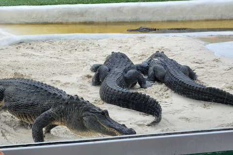 Miami: Everglades Airboat, Gator Encounter & Bus Transfer