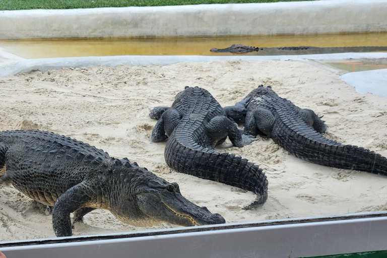 Miami: Everglades Airboat, Gator Encounter & Bus Transfer