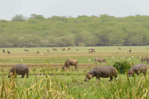 4-Days Group Safari Tour Tarangire, Serengeti & Ngorongoro 4-Days Group Safari Tarangire, Serengeti & Ngorongoro