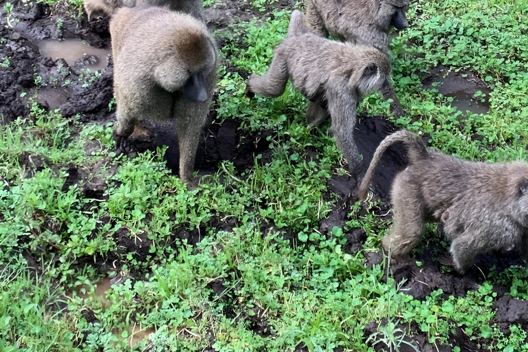 Tanzania: 7-dniowa luksusowa wycieczka safari z lotem balonem na ogrzane powietrze